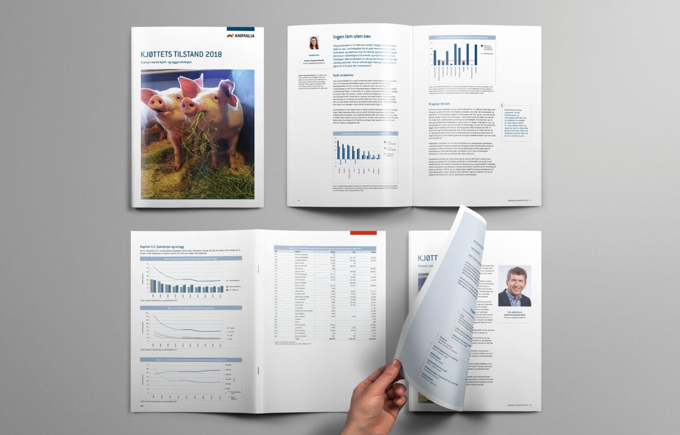 Animalia, konsis, rapport